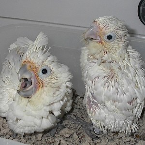 Goffin's Cockatoo Parrots (molimo kontaktirajte)