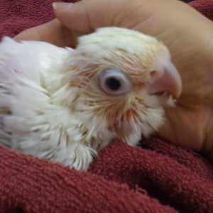 Goffin's Cockatoo Parrots (molimo kontaktirajte)