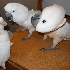 Goffin's Cockatoo Parrots (molimo kontaktirajte)