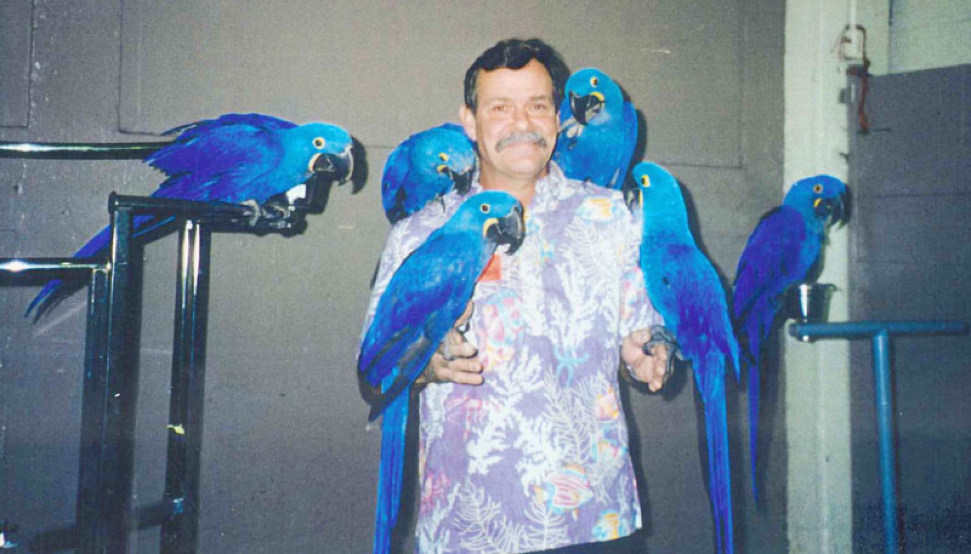 Dostupne papige Hyacinth Macaws, za udomljavanje