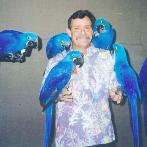 Dostupne papige Hyacinth Macaws, za udomljavanje