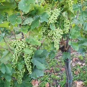 VINOGRAD PLEŠIVICA