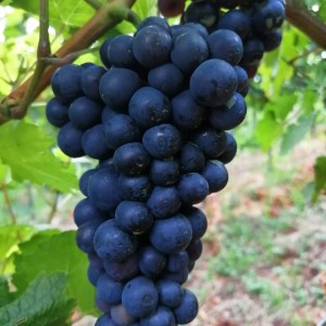 VINOGRAD PLEŠIVICA
