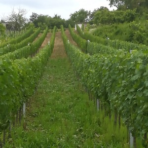 VINOGRAD PLEŠIVICA