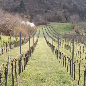 VINOGRAD PLEŠIVICA