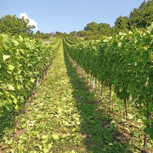 VINOGRAD PLEŠIVICA