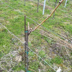 VINOGRAD PLEŠIVICA