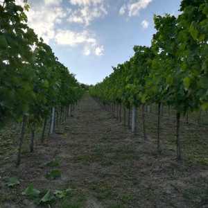 VINOGRAD PLEŠIVICA