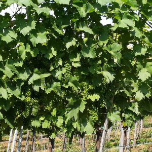 VINOGRAD PLEŠIVICA