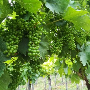 VINOGRAD PLEŠIVICA