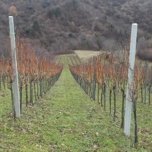 VINOGRAD PLEŠIVICA