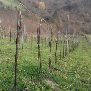 VINOGRAD PLEŠIVICA