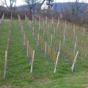 VINOGRAD PLEŠIVICA