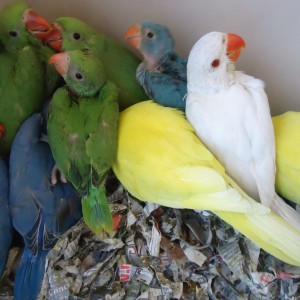 Provjereni parovi indijskih ringneck papagaja (mnogo parova)