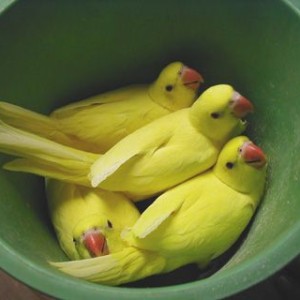 Provjereni parovi indijskih ringneck papagaja (mnogo parova)