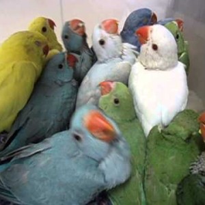 Provjereni parovi indijskih ringneck papagaja (mnogo parova)