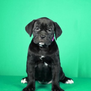 Cane Corso prelepi stenci