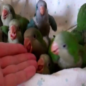 Monk Parakeet (Quaker Parakeet), traži nove domove