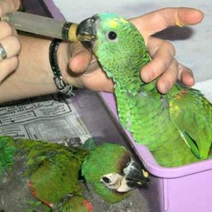 Monk Parakeet (Quaker Parakeet), traži nove domove