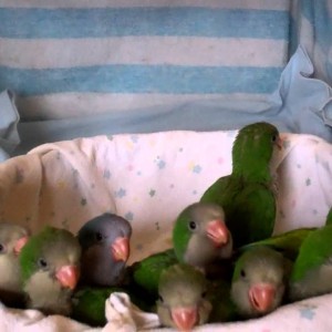 Monk Parakeet (Quaker Parakeet), traži nove domove