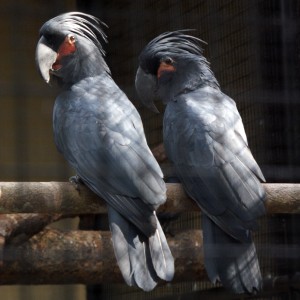 Palm kakadu papige (spremne za nove domove).