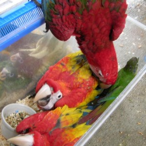 Scarlet Macaws papige (mužjaci i ženke, spremni)