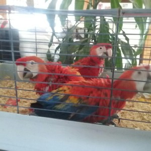 Scarlet Macaws papige (mužjaci i ženke, spremni)