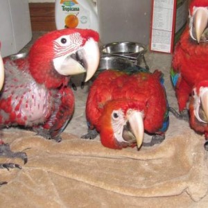 Scarlet Macaws papige (mužjaci i ženke, spremni)