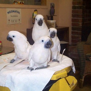 Umbrella Cockatoo papige (treba hitno novi dom)