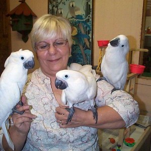 Umbrella Cockatoo papige (treba hitno novi dom)