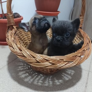 Francuski Buldog prelepi stenci