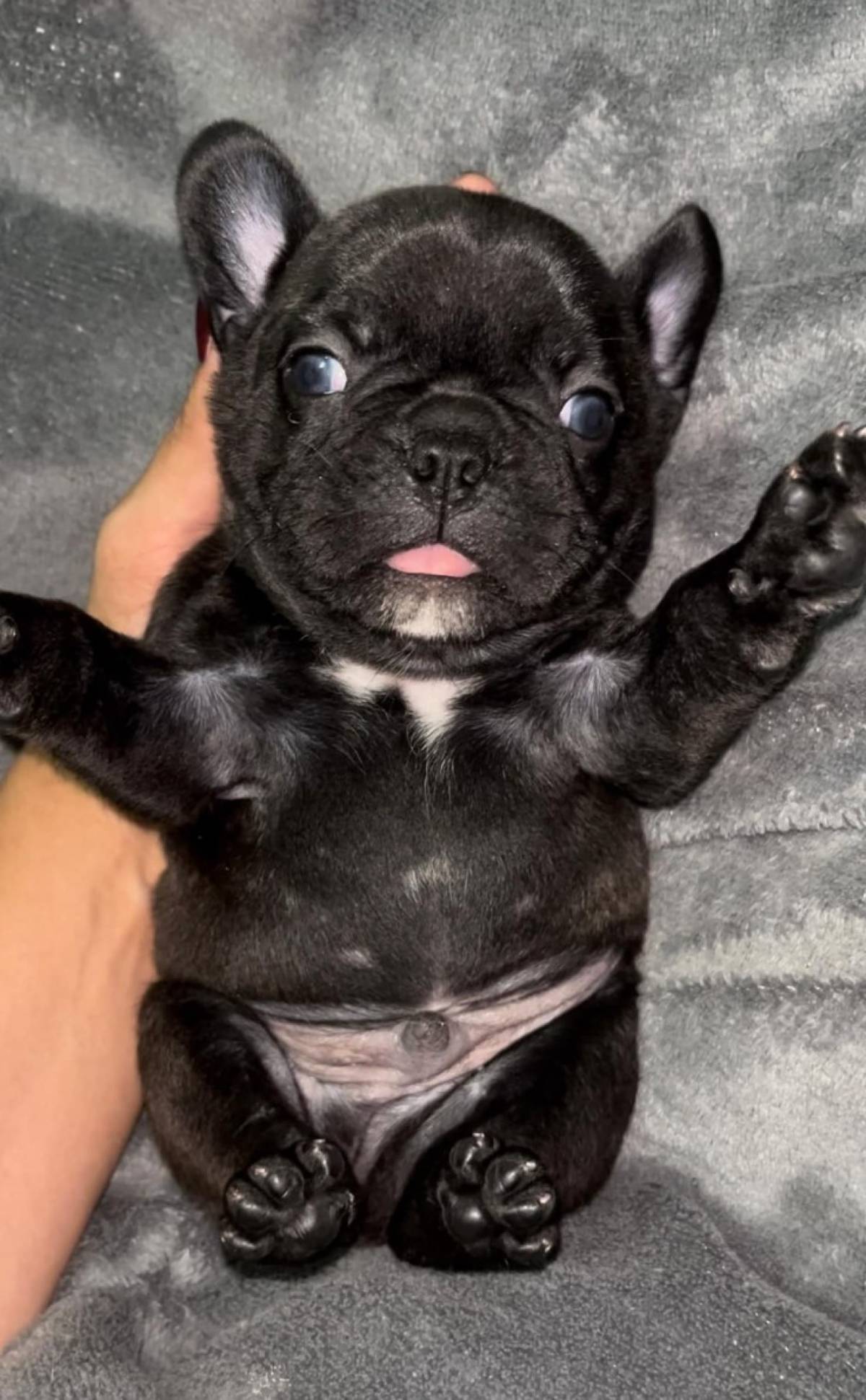 Francuski Buldog PRELEPI štenci