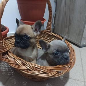 Francuski Buldog prelepi stenci