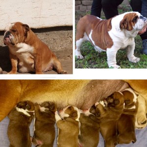 Engleski Buldog prelepi stenci