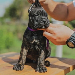 Cane Corso Kane Korso rezervacije