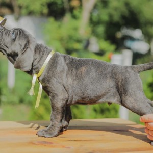 Cane Corso Kane Korso rezervacije
