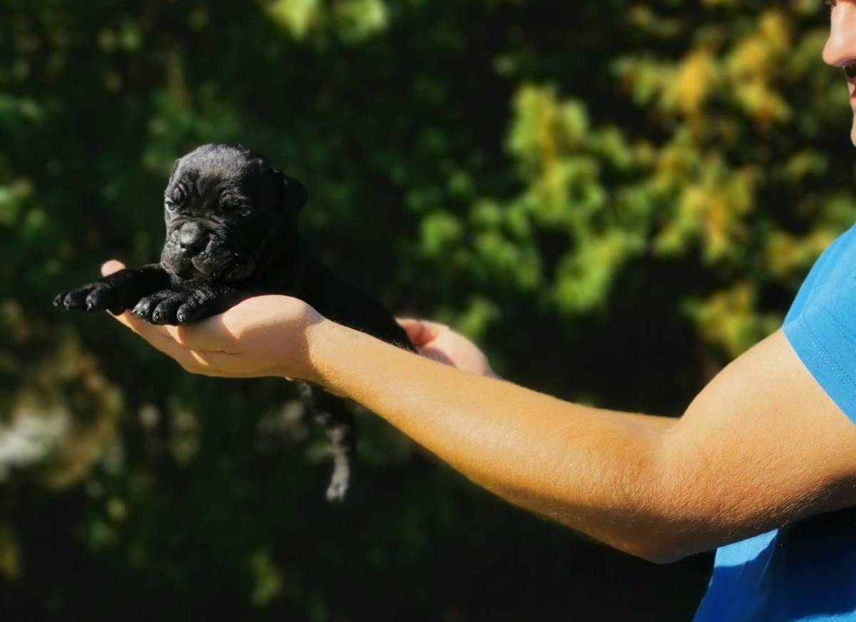 Cane Corso Kane Korso TOP KVALITET