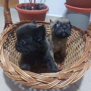 Francuski Buldog prelepi stenci
