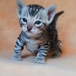 Bengalska mačka - bengalski mačići