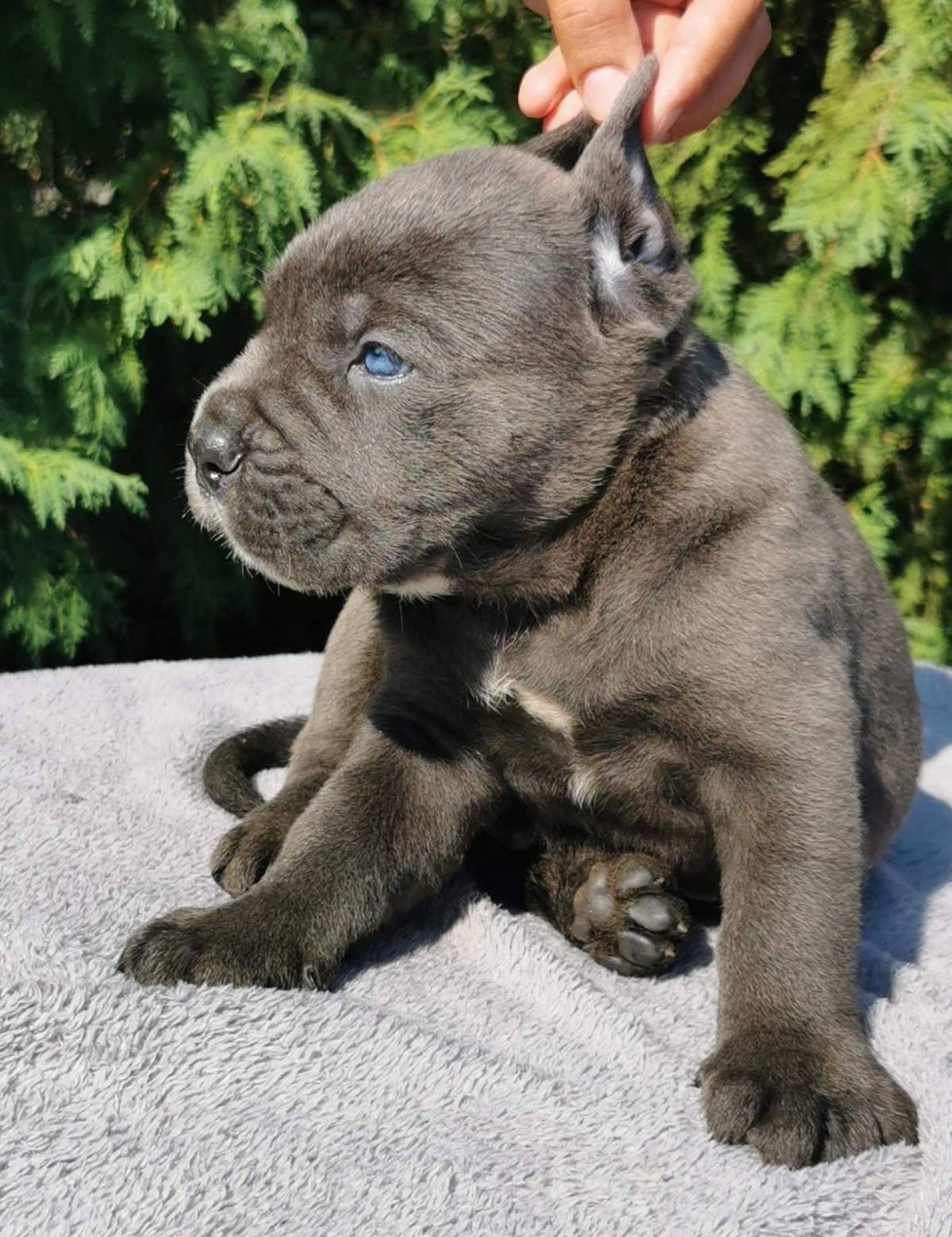 Cane Corso Kane Korso TOP KVALITET