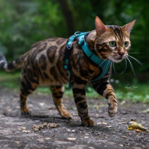 Bengalska macka Bengalski macici