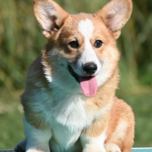 Velski korgi/Welsh Corgi Pembroke