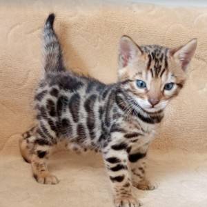 Bengalska mačka - bengalski mačići