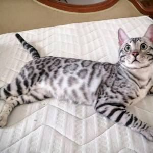 Bengalska mačka - bengalski mačići