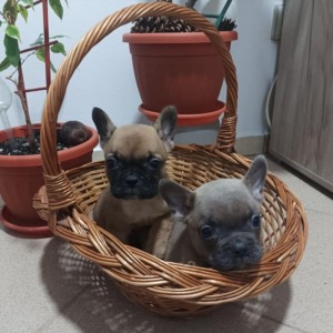 Francuski Buldog prelepi stenci