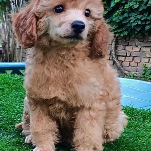 Pudlica prelepo muško štene