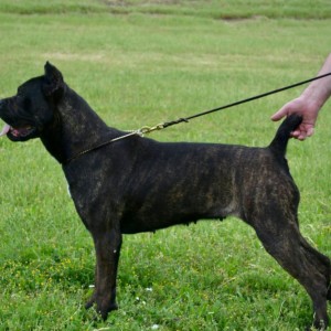 Cane Corso Kane Korso rezervacije