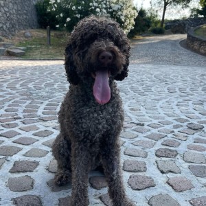 Lagoto romanjolo prelepi štenci