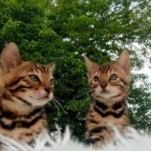 Bengalska mačka - bengalski mačići