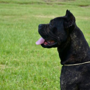 Cane Corso Kane Korso rezervacije